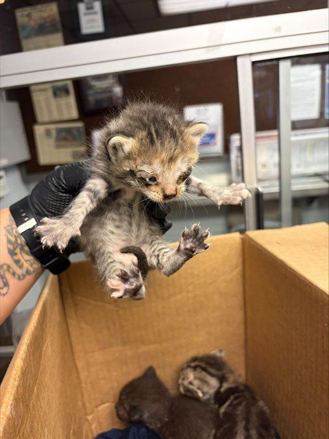 TAWNIE, a cat for adoption from Animal Protection League/SASF