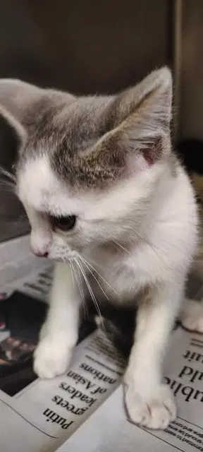 Unknown - Domestic Short Hair