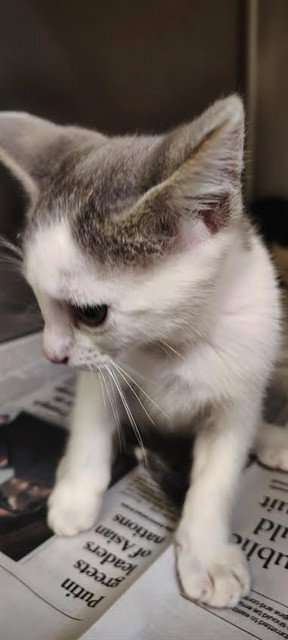 A378131, a cat for adoption from Animal Protection League/SASF