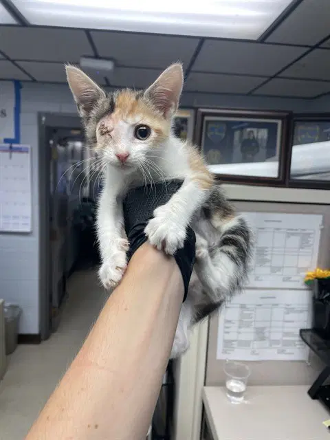 Snickers - Domestic Short Hair