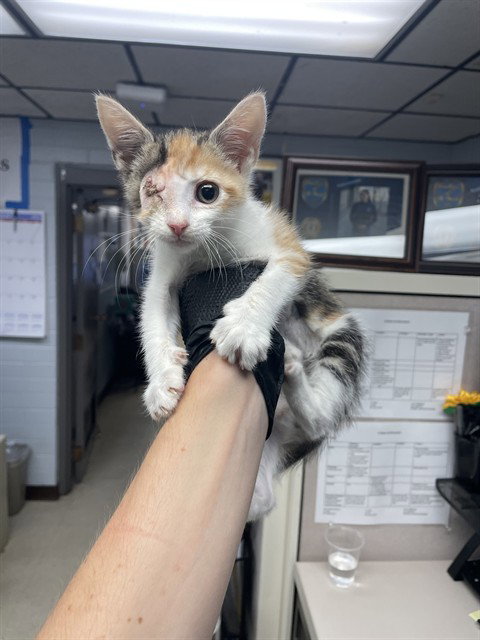 SNICKERS, a cat for adoption from Animal Protection League/SASF