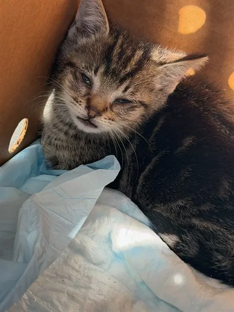 Unknown - Domestic Short Hair