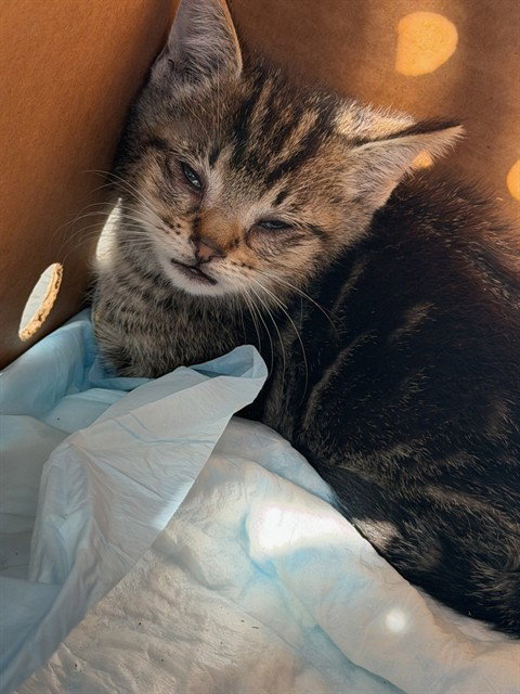 A376618, a cat for adoption from Animal Protection League/SASF