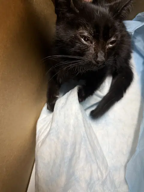 Unknown - Domestic Long Hair