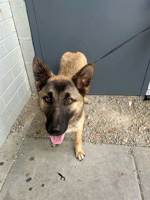 A374274, Belgian Shepherd Malinois