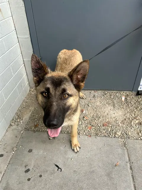 Unknown - Belgian Shepherd Malinois