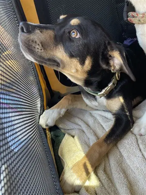 Poppy - German Shepherd Dog