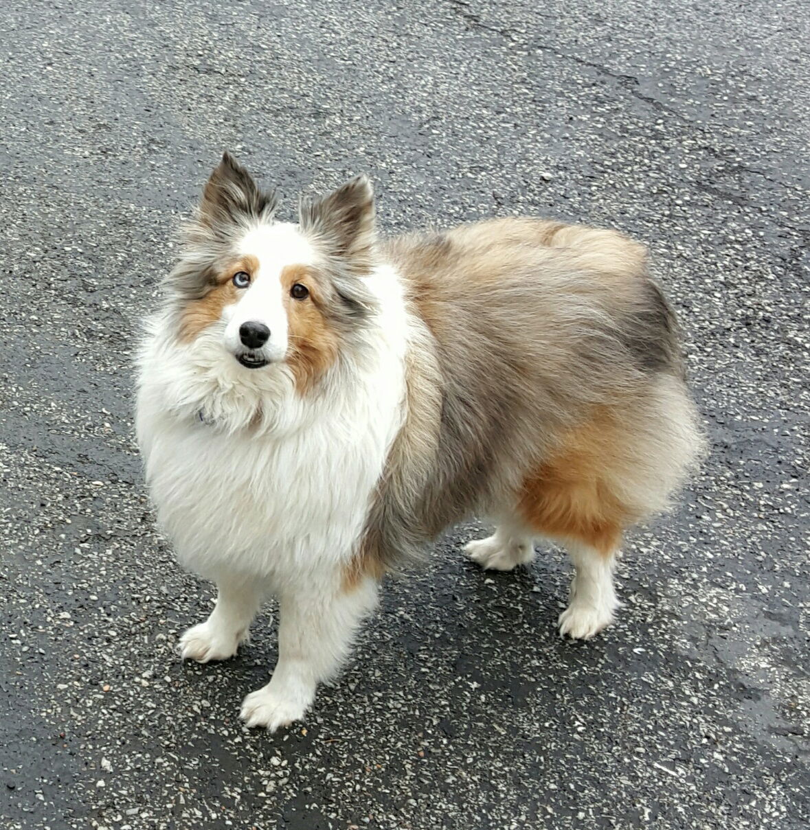 Sable merle sale sheltie