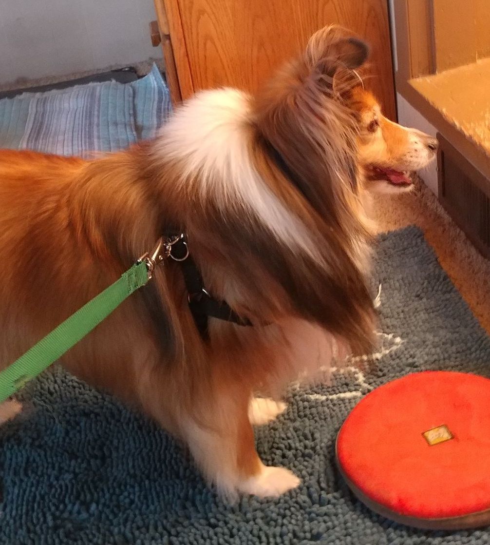 Shops shamrock shelties