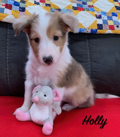 HOLLY (ADOPTION PENDING)