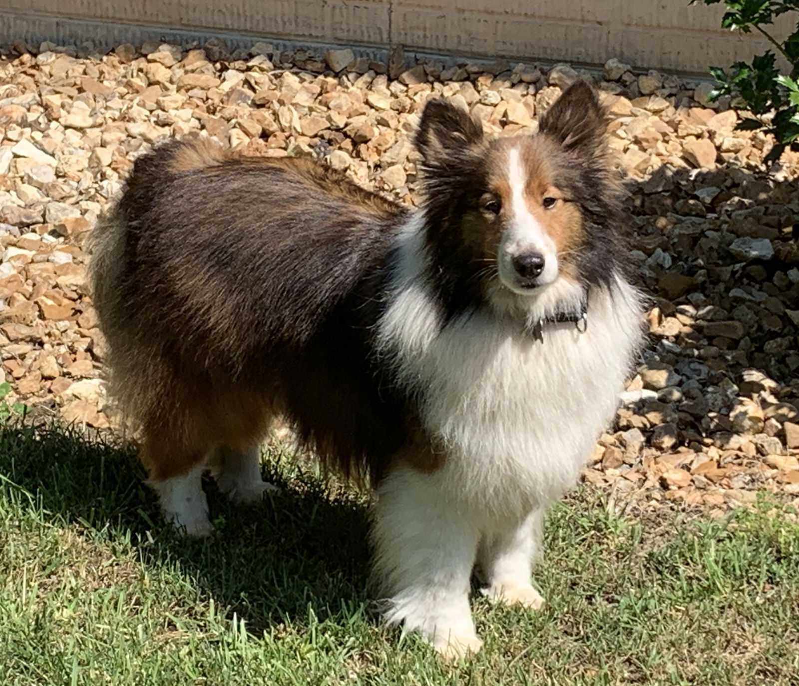 Sheltie mo store