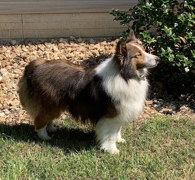 Dog for Adoption OLLIE, a Shetland Sheepdog Sheltie in Jasper, AR