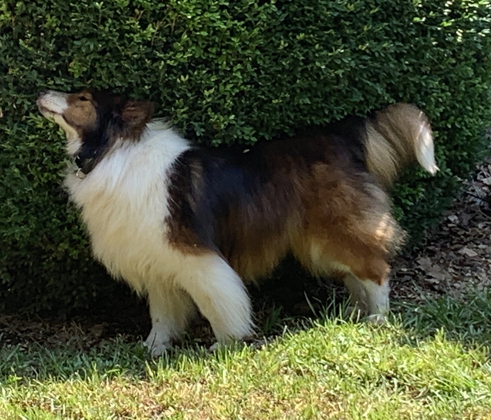 Dog for Adoption OLLIE, a Shetland Sheepdog Sheltie in Jasper, AR