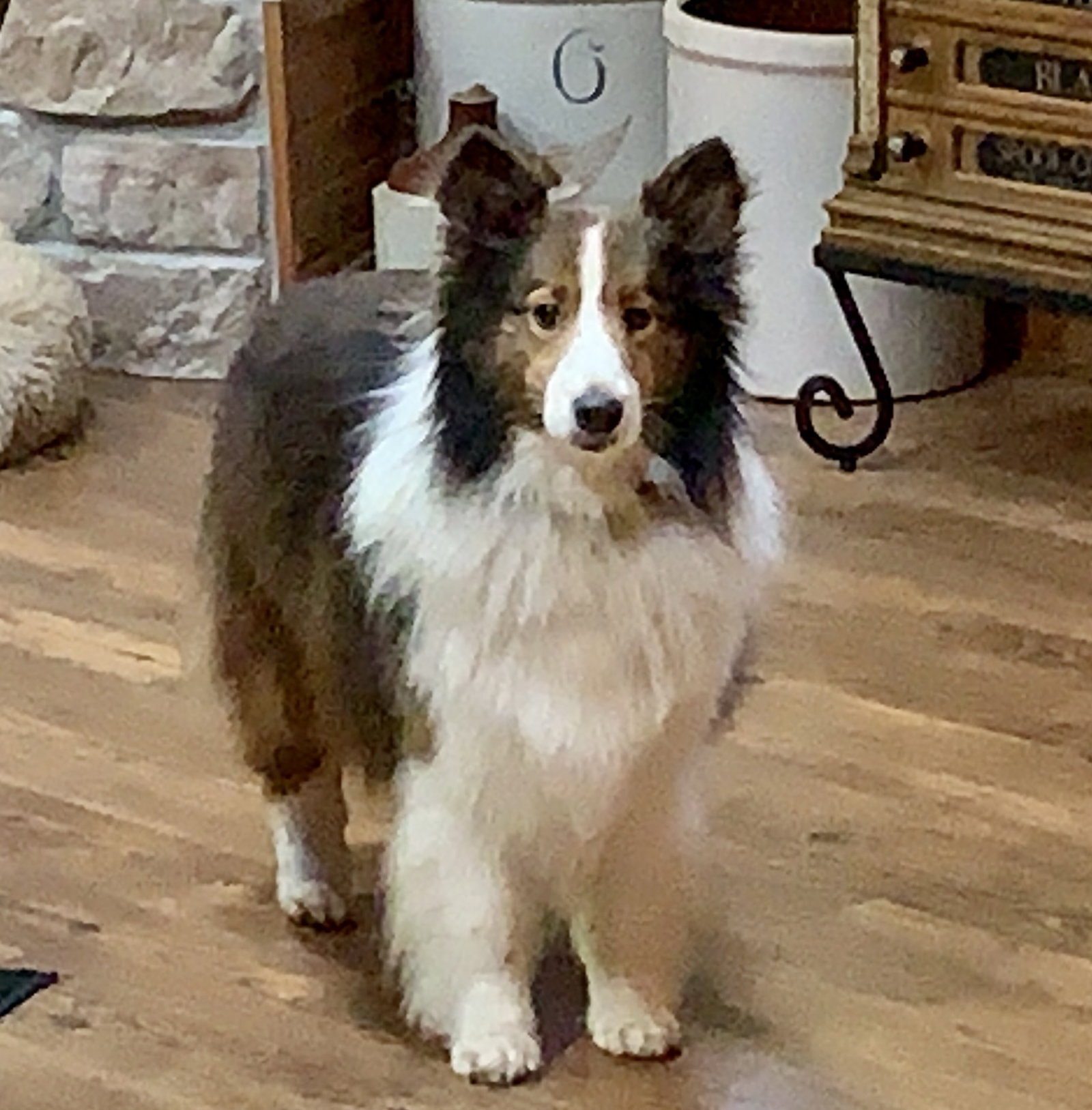 Dog for Adoption OLLIE, a Shetland Sheepdog Sheltie in Jasper, AR