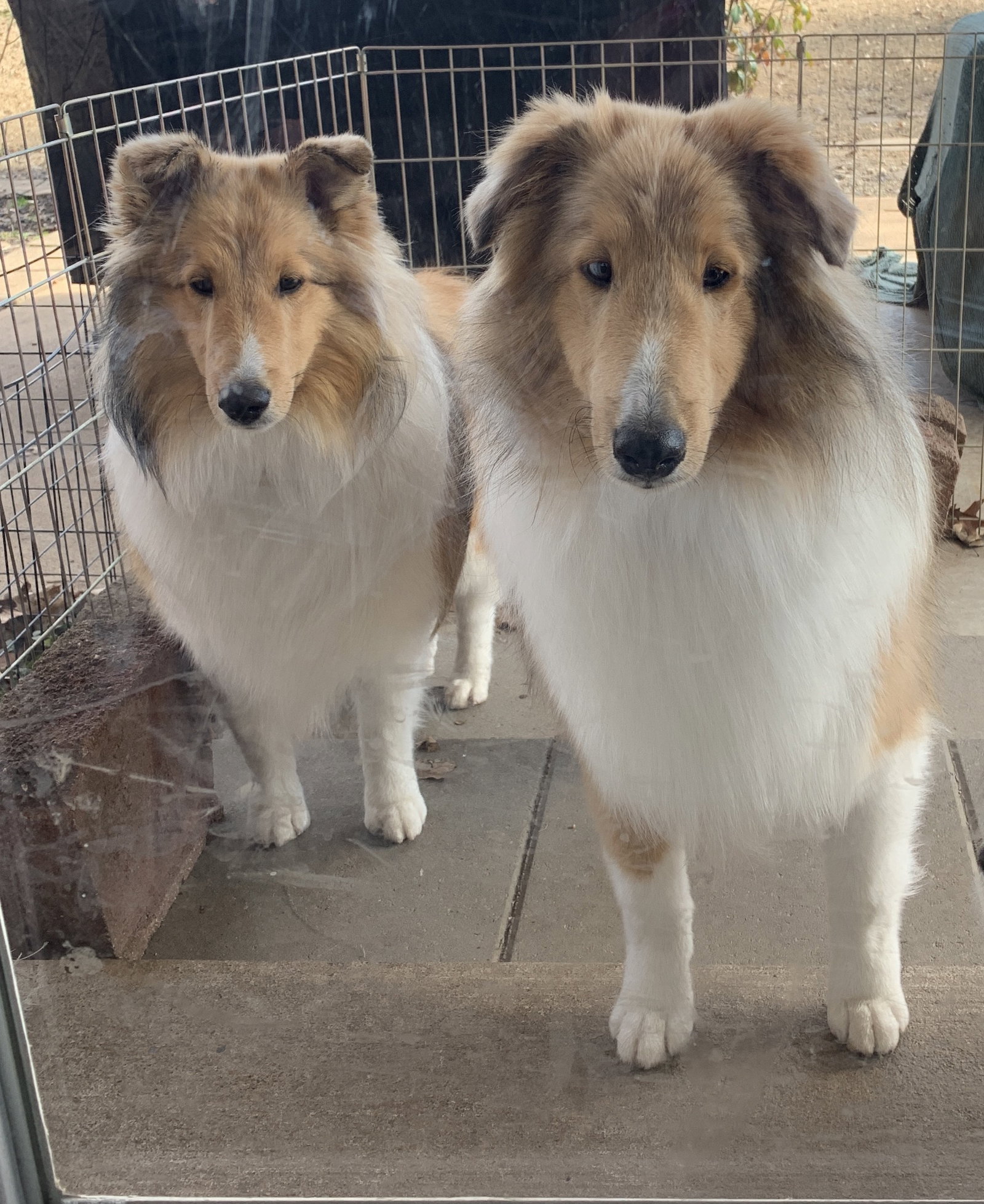 COPPER & CHIEF's  Page Sheltie Shack Rescue Missouri
