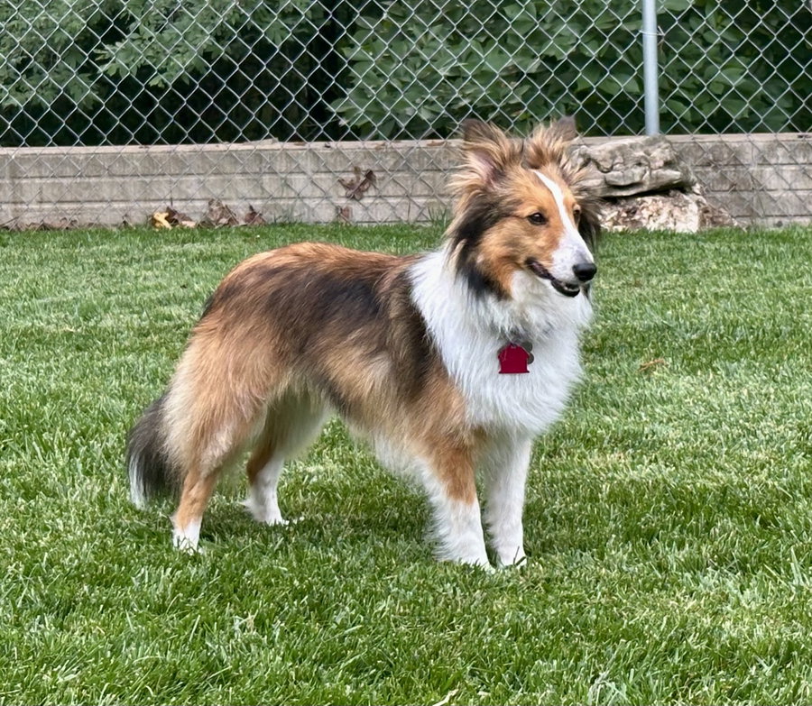 DORI