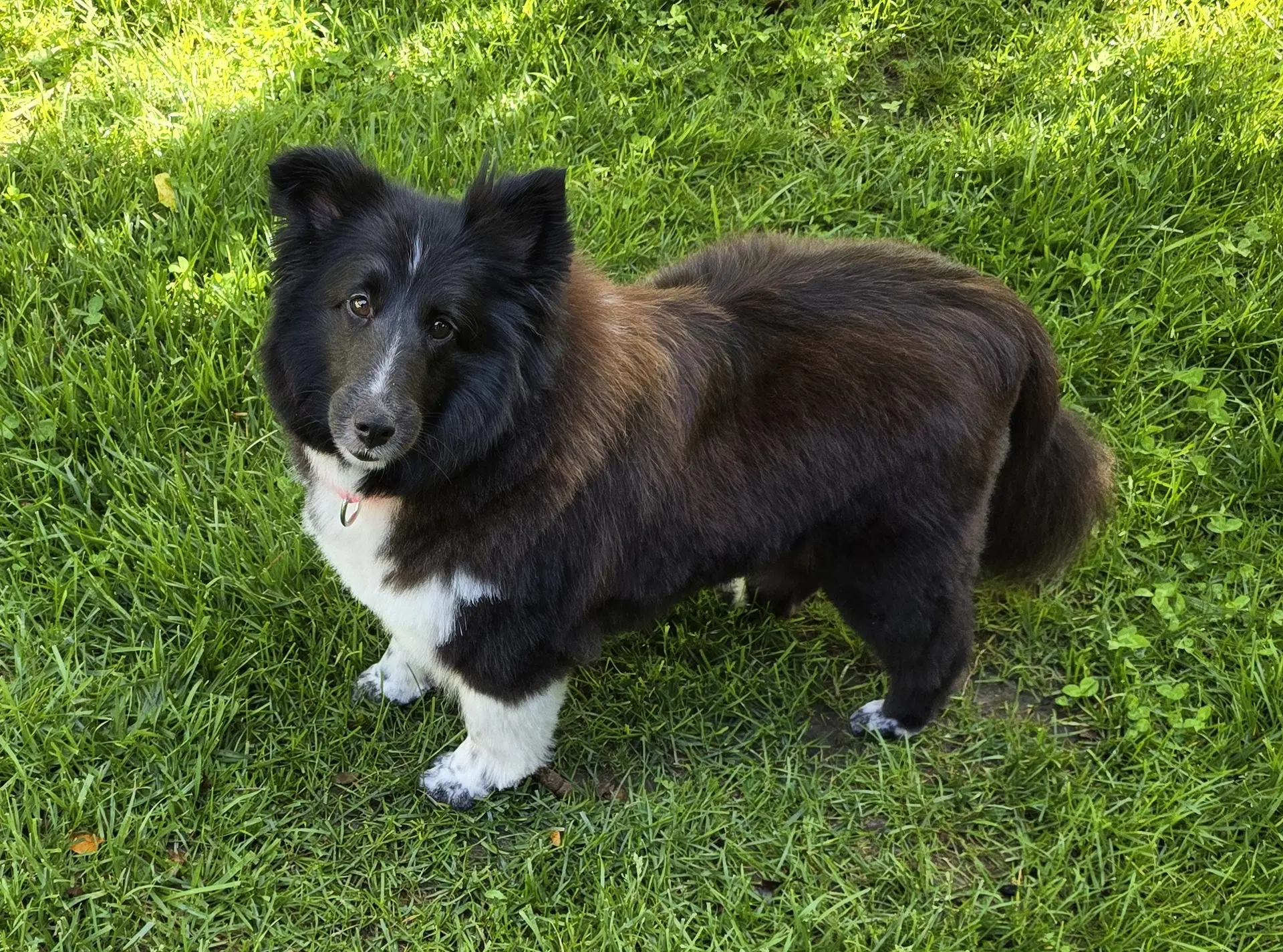 Flower - Shetland Sheepdog Sheltie