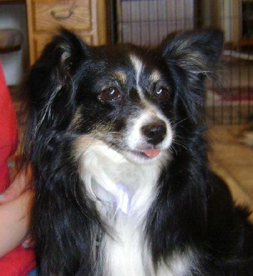 Sheltie clearance papillon mix