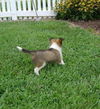 SHELTIE PUPPIES