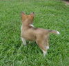 SHELTIE PUPPIES