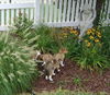 SHELTIE PUPPIES