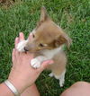 SHELTIE PUPPIES