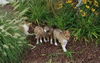 SHELTIE PUPPIES