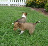 SHELTIE PUPPIES