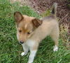 SHELTIE PUPPIES