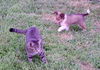 SHELTIE PUPPIES