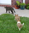 SHELTIE PUPPIES