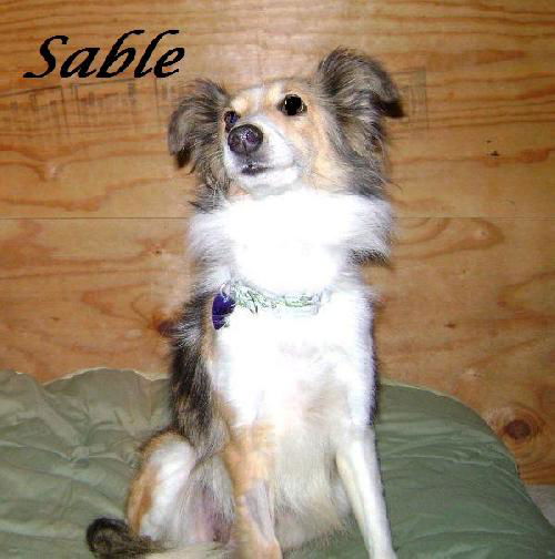 SABLE