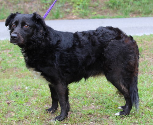 Ellie 35345, an adoptable Spaniel in Prattville, AL
