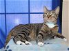 adoptable Cat in prattville, AL named Anthony - 35994
