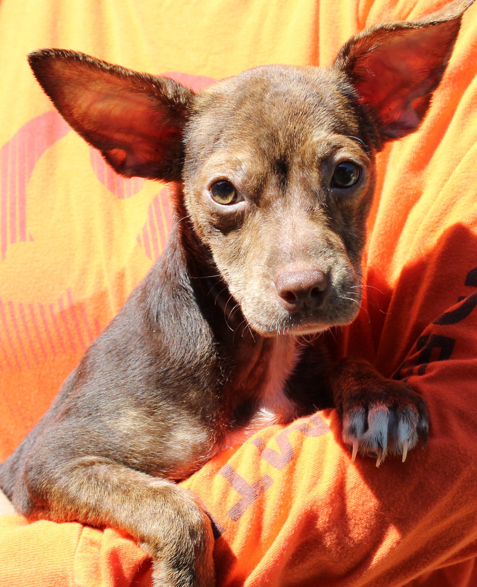 Dogs For Adoption | Prattville Autauga Humane Society