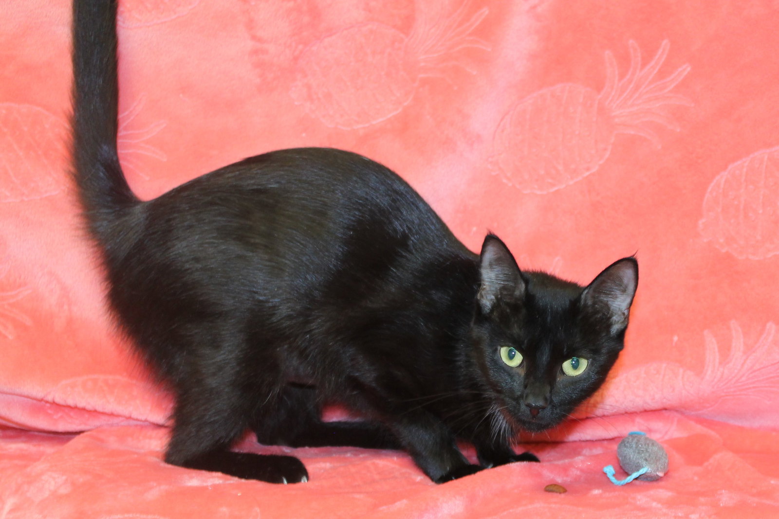 All Adoptable Pets Prattville Autauga Humane Society