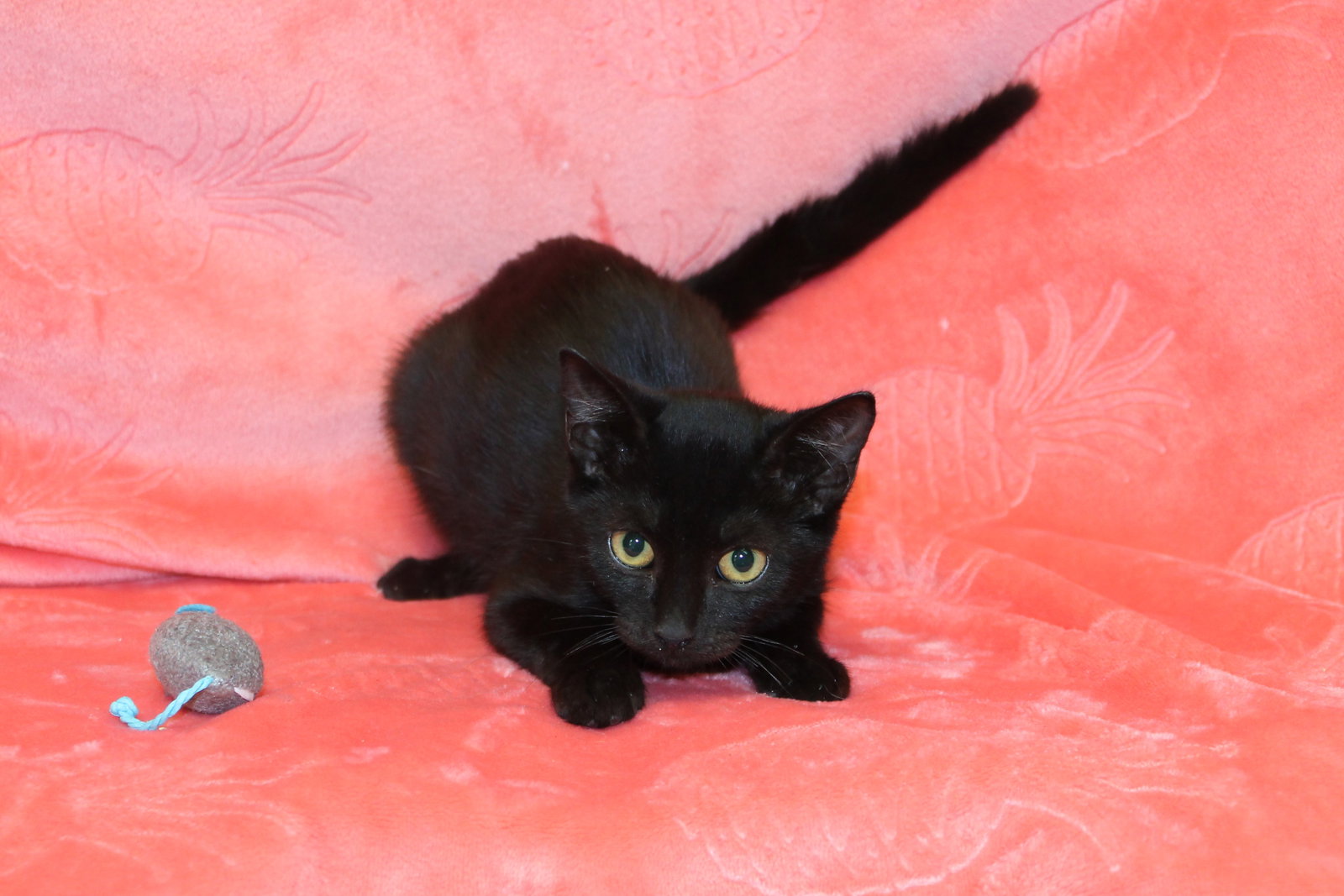 All Adoptable Pets Prattville Autauga Humane Society