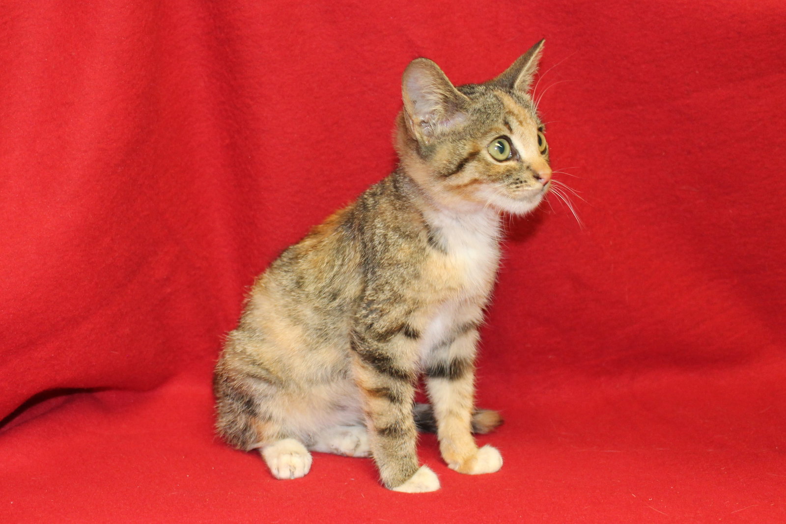 All Adoptable Pets Prattville Autauga Humane Society