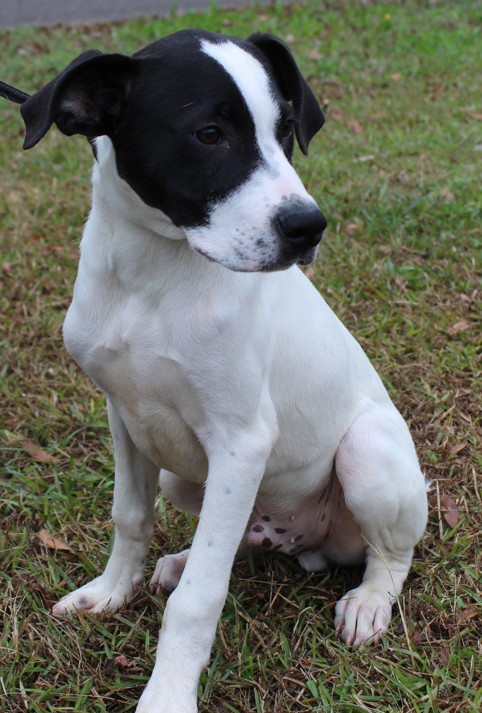 Dog for Adoption Bear 36713, a Labrador Retriever in Chilton County