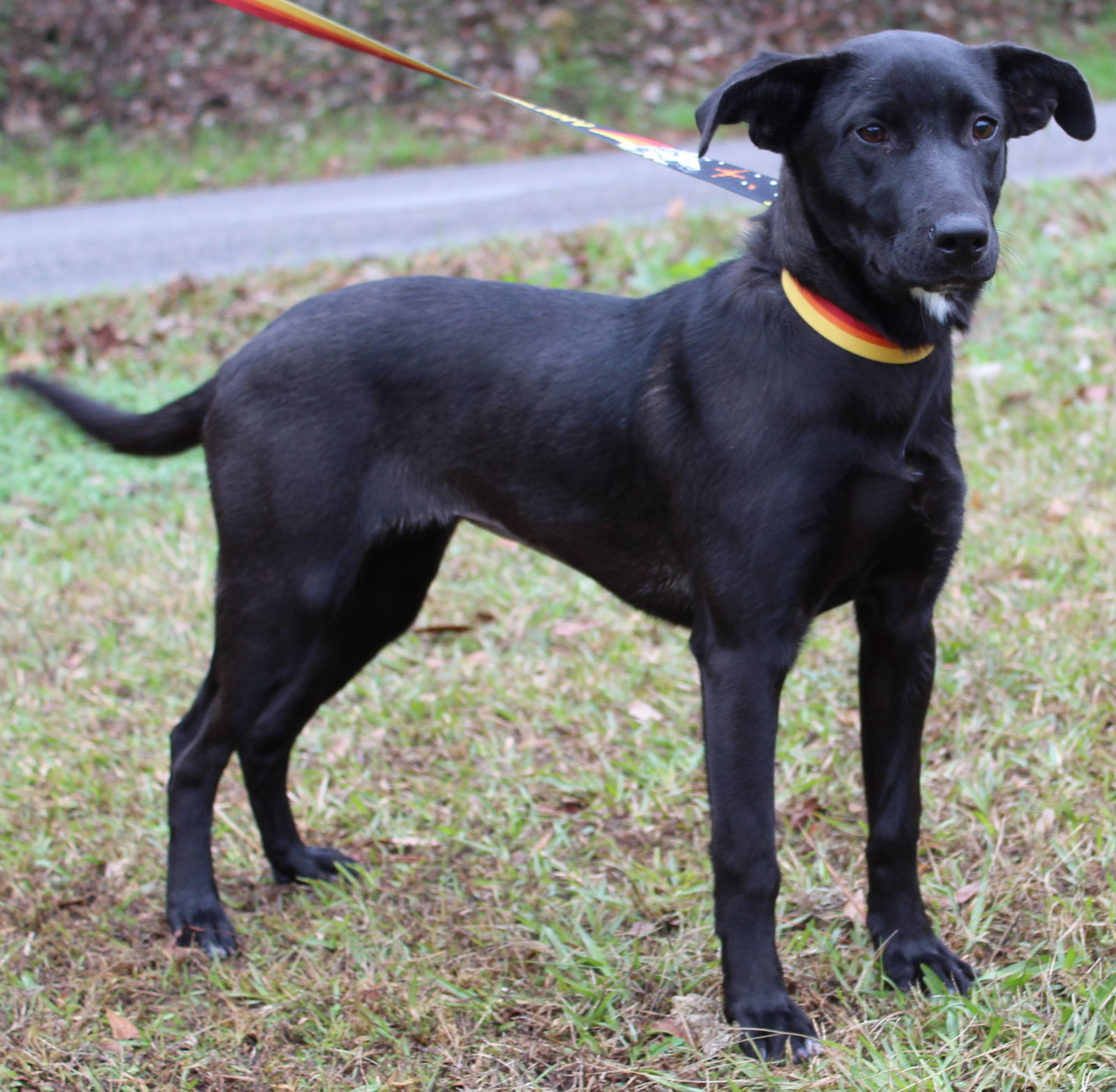 Dog for Adoption - Ember 36714, a Black Labrador Retriever in Chilton ...