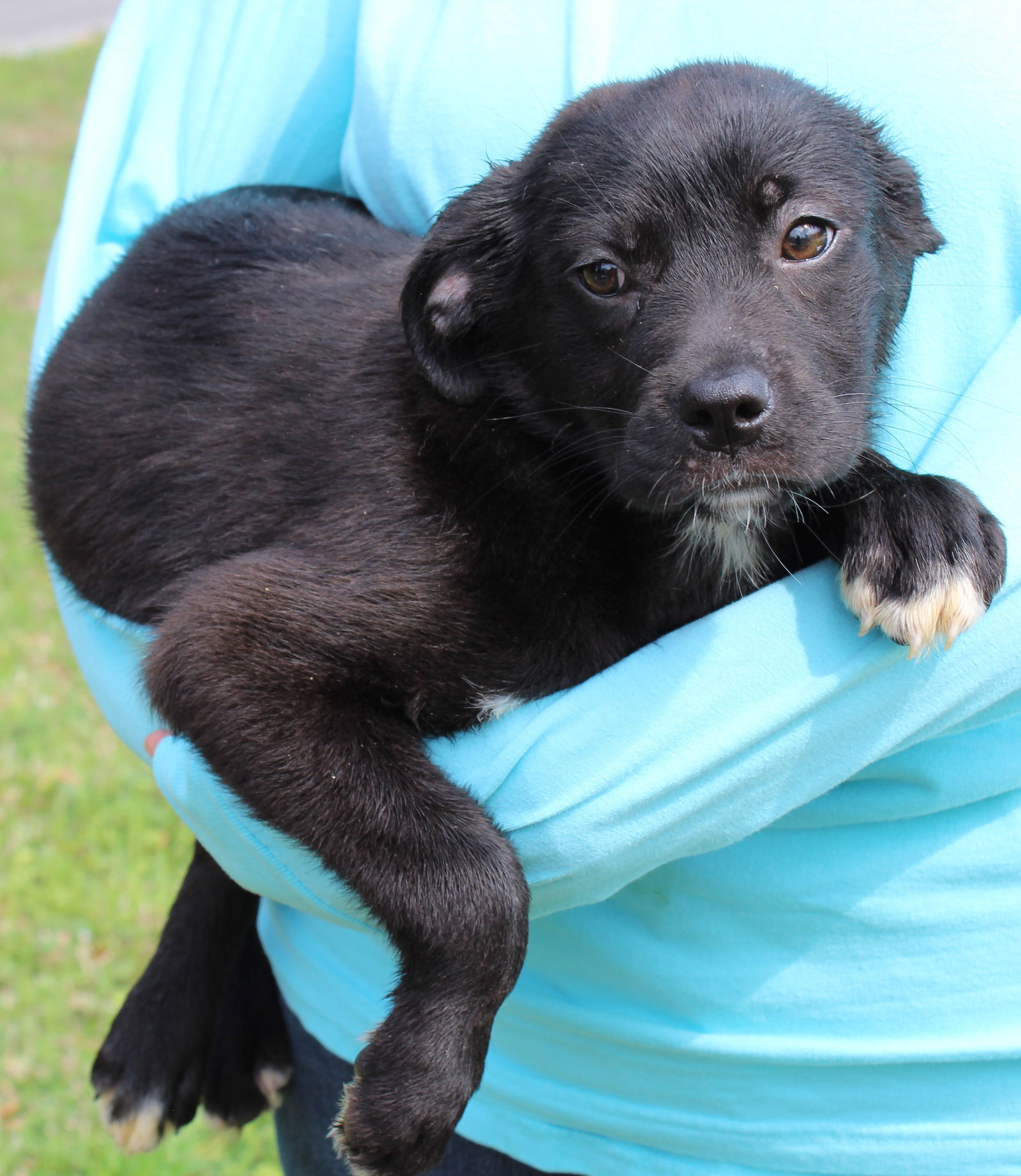 Dog for Adoption - Kelly 36949, a Labrador Retriever in Montgomery ...