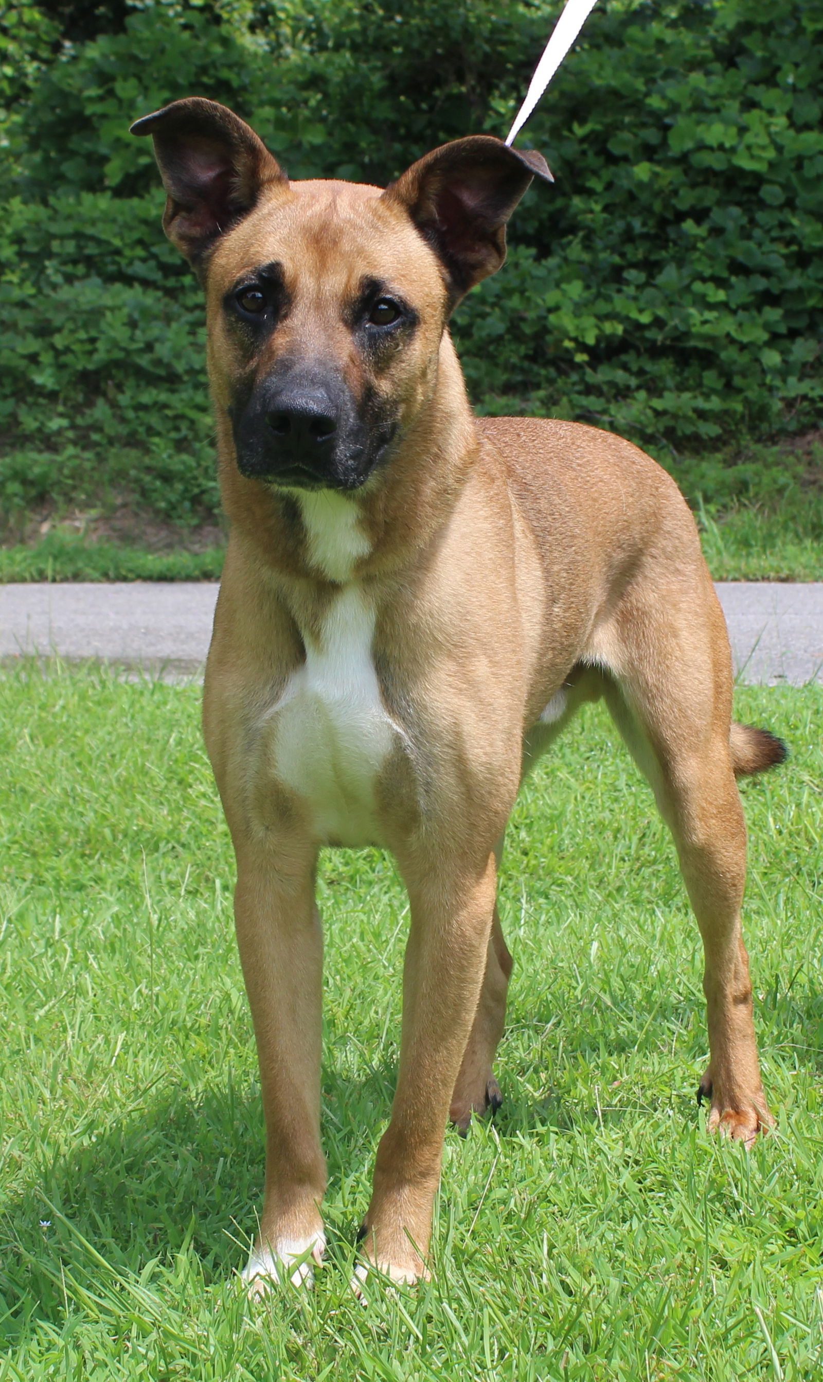 adoptable Dog in Prattville, AL named Hulk 36942