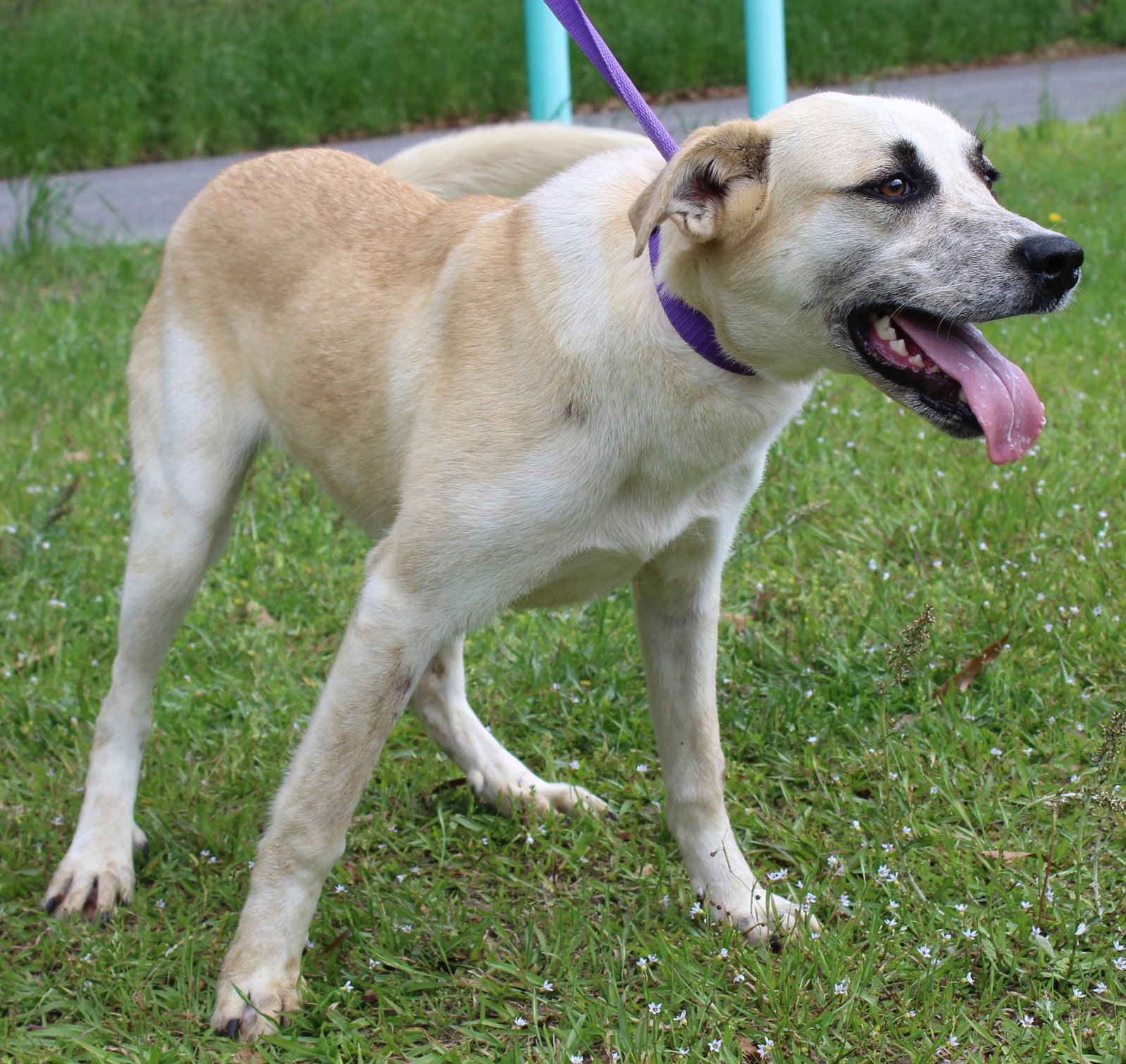 Dog for Adoption Fiona 37085, a Labrador Retriever in Montevallo, AL