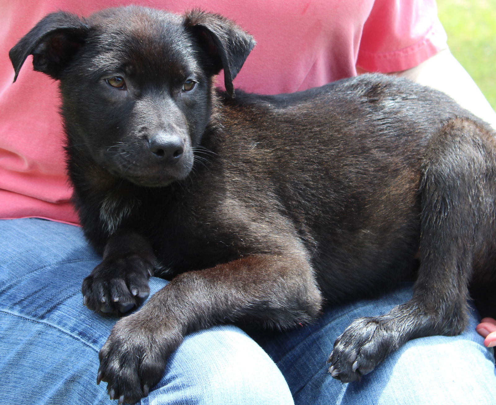 Dog for Adoption - Brad 37124, a Black Labrador Retriever in Coosa ...