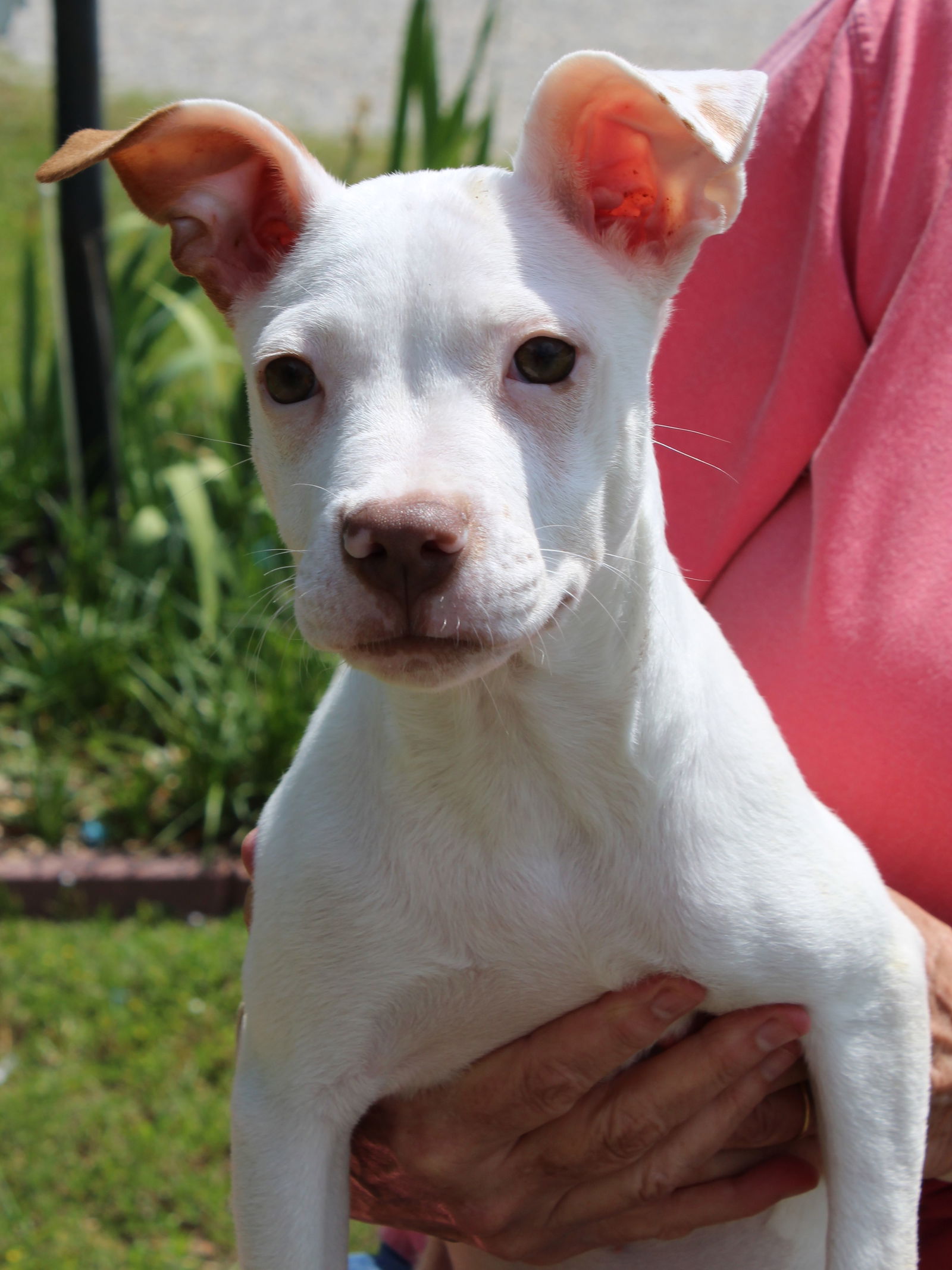 dog-for-adoption-sweet-pea-36984-a-american-pit-bull-terrier-in