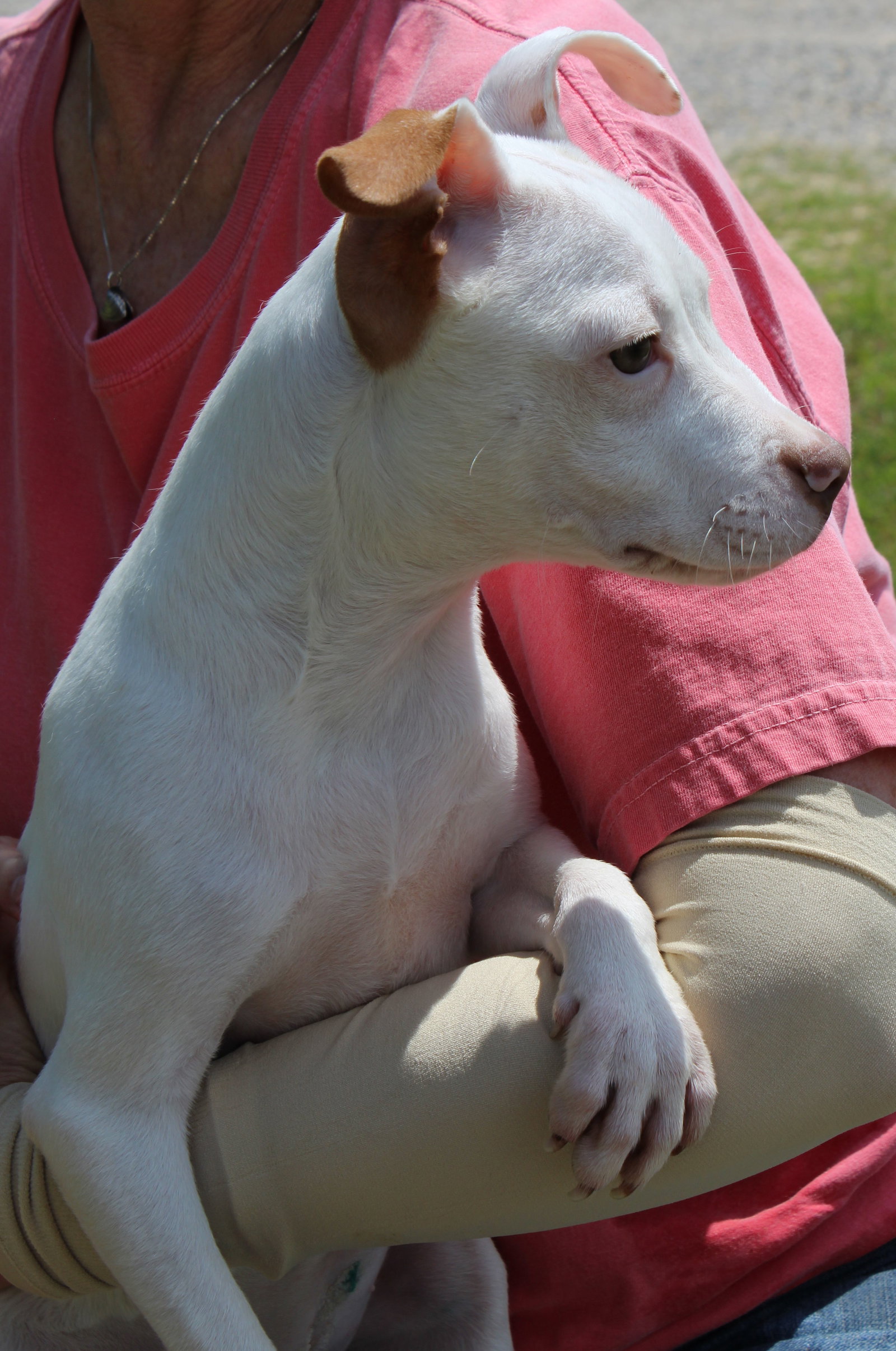 Dog for Adoption Sweet Pea 36984, a American Pit Bull Terrier in
