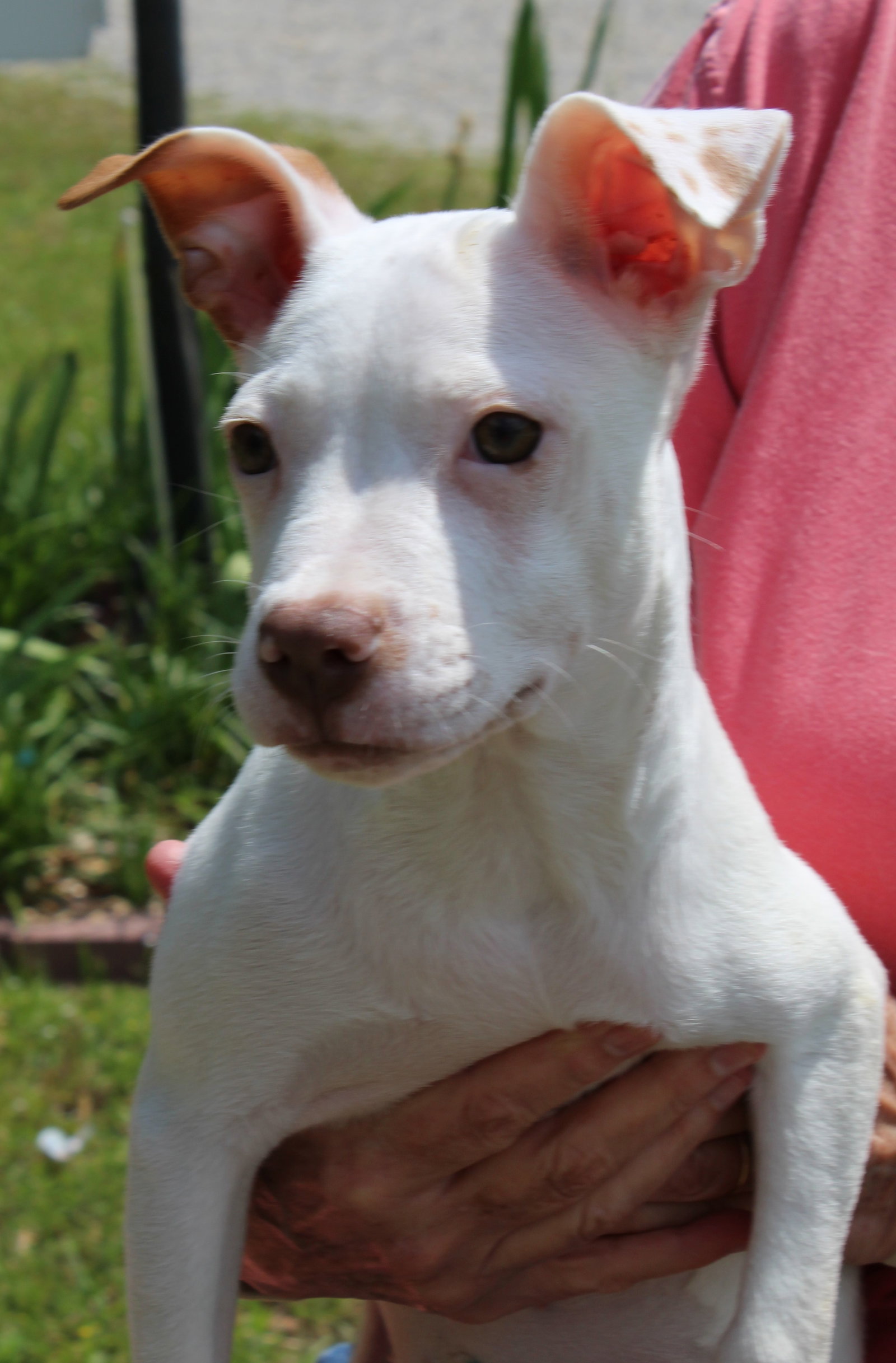 Dog for Adoption Sweet Pea 36984, a American Pit Bull Terrier in