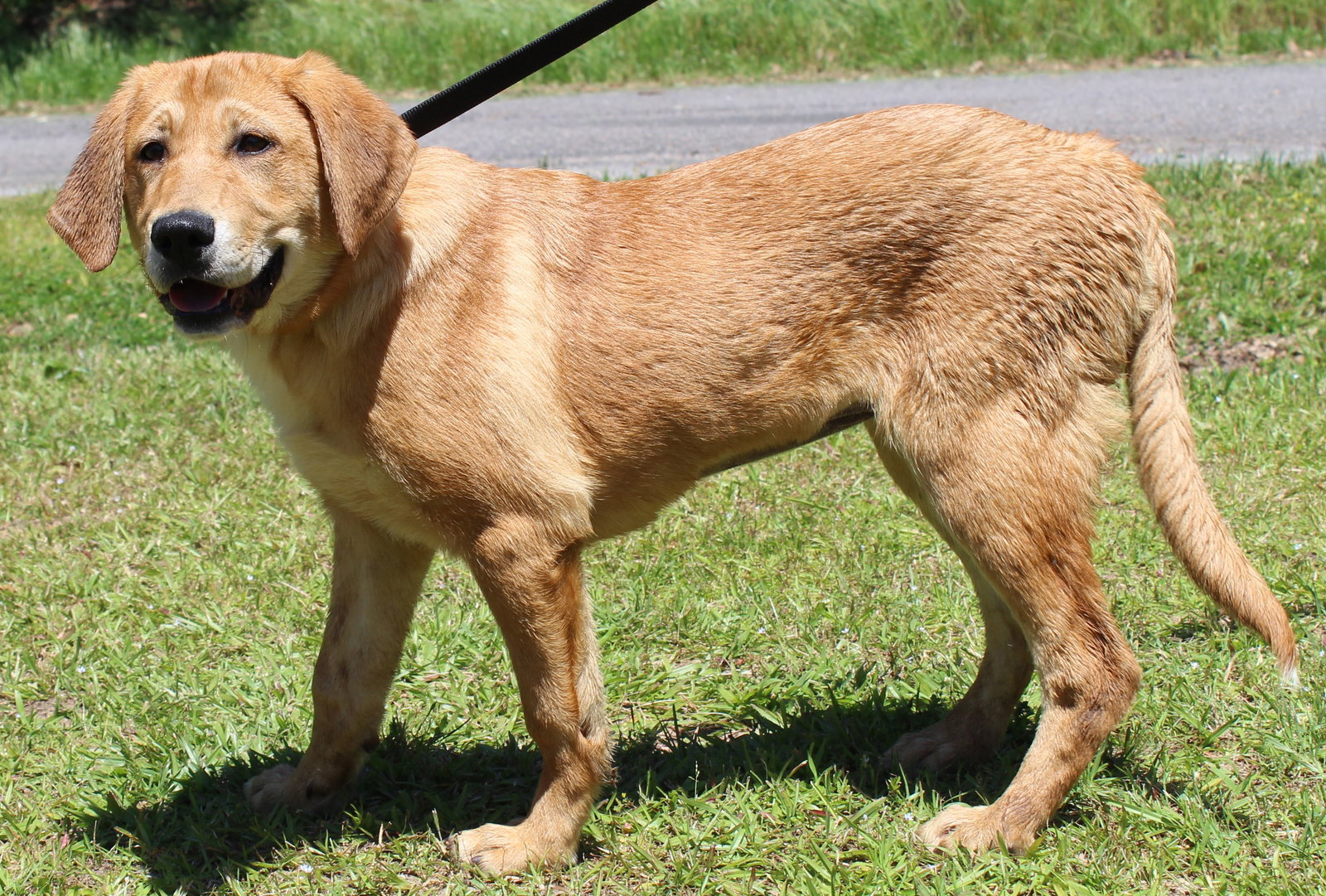 Dog for Adoption Molley 37210, a Hound in Chilton County, AL Alpha Paw