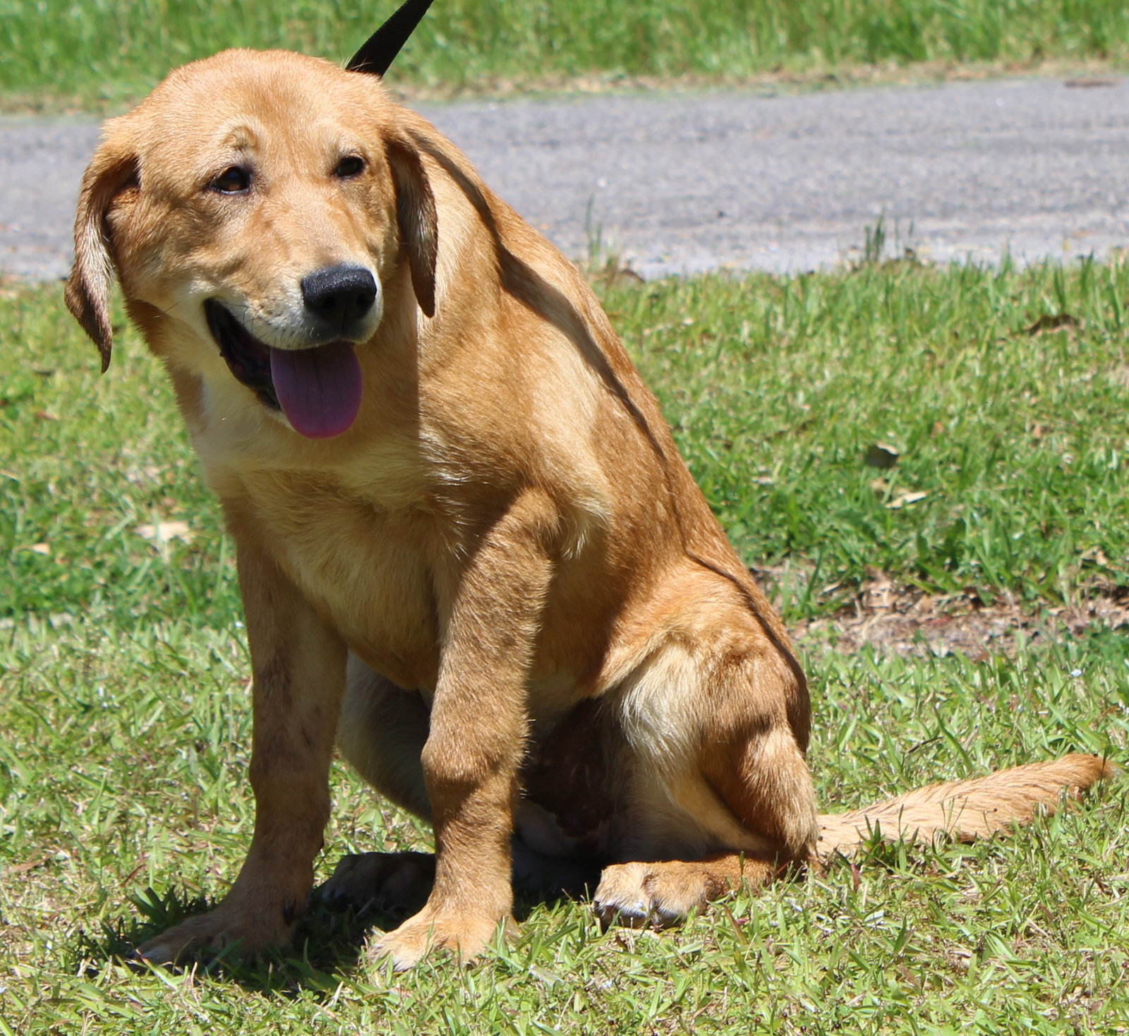 Dog for Adoption Molley 37210, a Hound in Chilton County, AL Alpha Paw