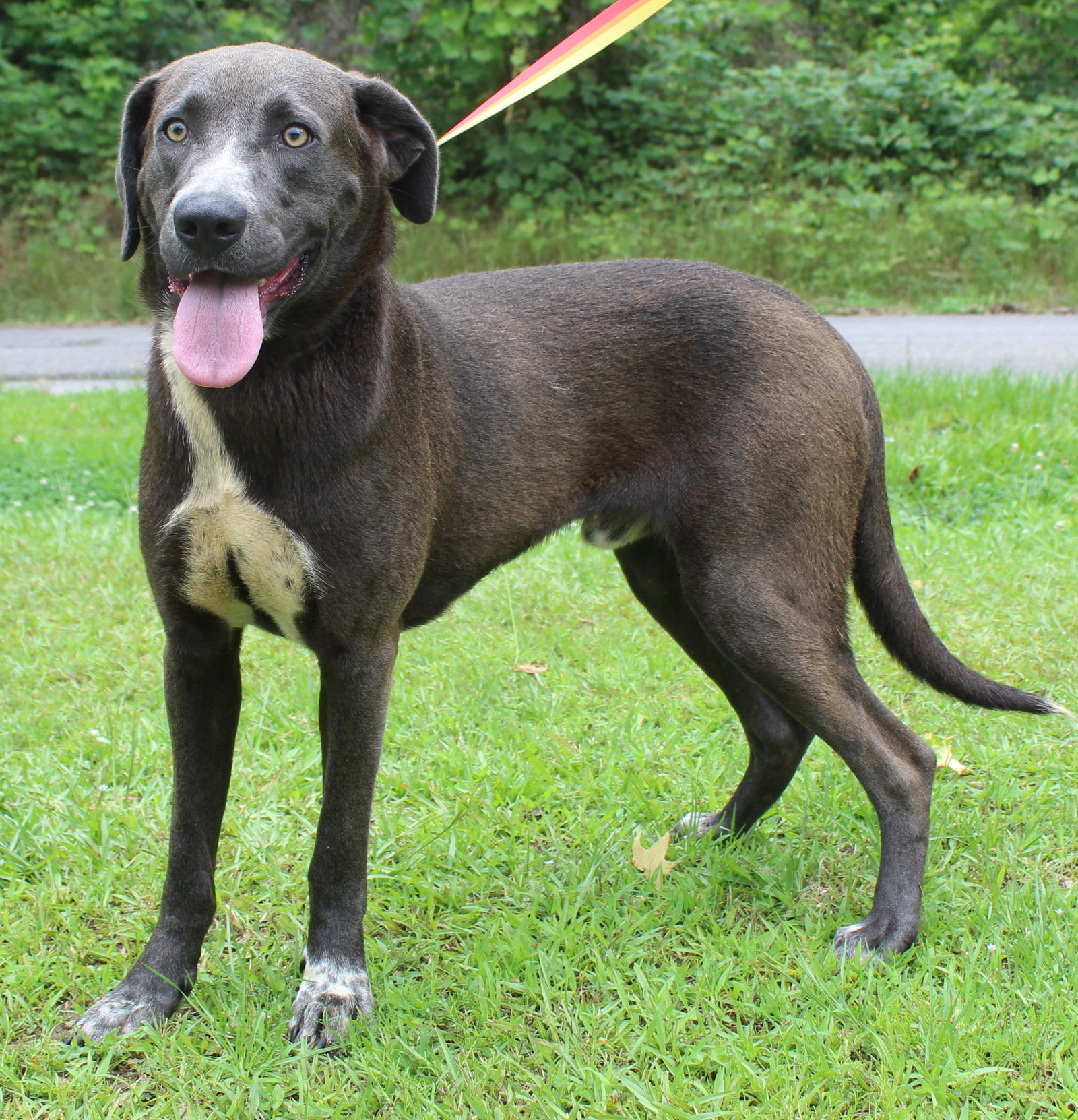 Dog for Adoption Banjo 37309, a Black Labrador Retriever in